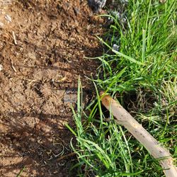 Edge It Curbing - Just lifted the concrete and head is right there. Not under any dirt.