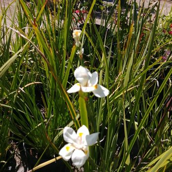 Jonnhy's Nursery - African iris plants At jonnhy's Nursery in Tulare. - Nurseries & Gardening Near Me - Tulare, California Jonnhy's Nursery - African iris plants At jonnhy's Nursery in Tulare. - Nurseries & Gardening Near Me - Tulare, California