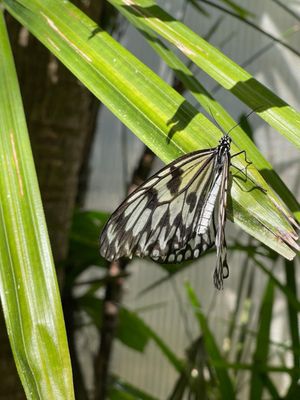 Florida Museum of Natural History by null
