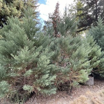 Plant Oregon - Giant Sequoia's! @ Plant Oregon. - Nurseries & Gardening Near Me - Talent, Oregon