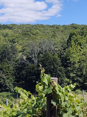 Torne Valley Vineyard by null