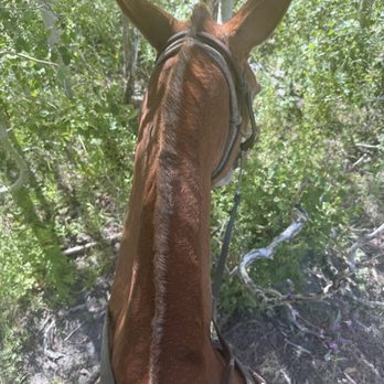 McGee Creek Pack Station - An amazing horse named mango. - Horseback Riding Near Me - Mammoth Lakes, California McGee Creek Pack Station - An amazing horse named mango. - Horseback Riding Near Me - Mammoth Lakes, California