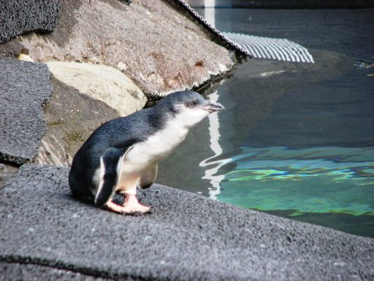 International Antarctic Centre by null