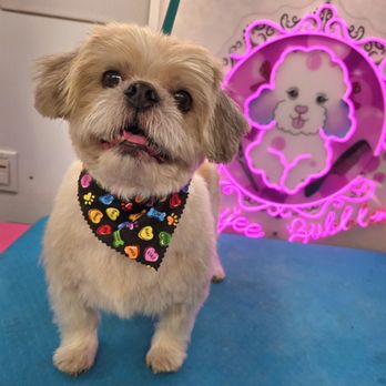 Boujee Bubbles Dog Grooming - Pet Groomers Near Me Boujee Bubbles Dog Grooming - Pet Groomers Near Me