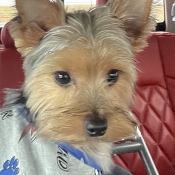 Petco - Pet Training Near Me - Denham Springs, Louisiana
