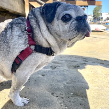 Dog Walking with Madison - We walk to the beach - Dog Walkers Near Me Dog Walking with Madison - We walk to the beach - Dog Walkers Near Me