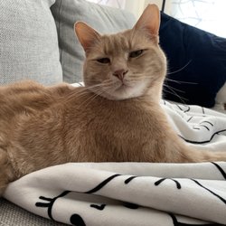 Independent Animal Rescue - Tiger, whom we adopted from Independent Animal Rescue in 2014, living the good life.