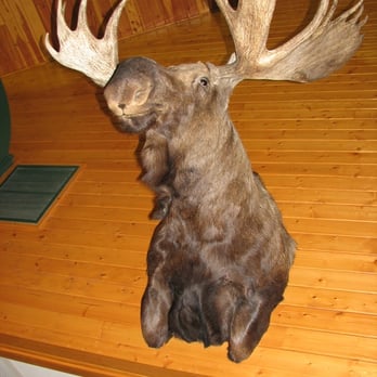 McDonald's - The moose on the wall - Fast Food Near Me - Baraboo, Wisconsin