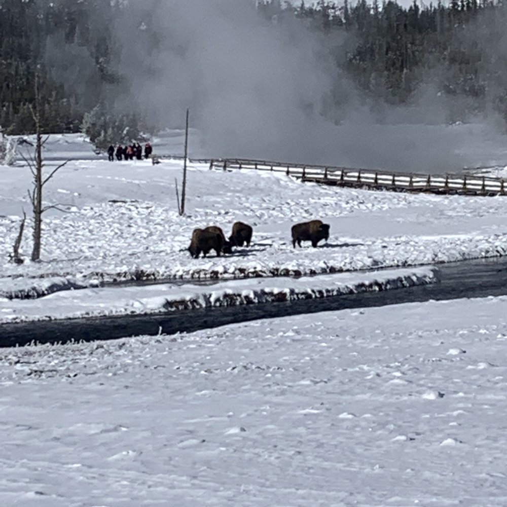 Yellowstone Vacation Tours - Bison - Tours Near Me - West Yellowstone, Montana Yellowstone Vacation Tours - Bison - Tours Near Me - West Yellowstone, Montana