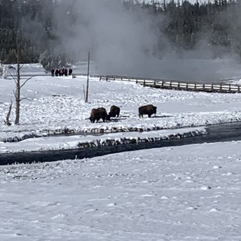 Yellowstone Vacation Tours - Bison - Tours Near Me - West Yellowstone, Montana Yellowstone Vacation Tours - Bison - Tours Near Me - West Yellowstone, Montana