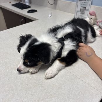County Line Veterinary Clinic - Veterinarians Near Me - New Braunfels, Texas County Line Veterinary Clinic - Veterinarians Near Me - New Braunfels, Texas