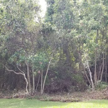 Beasley Contractors - a view of a wooded area - Landscaping Near Me - Navarre, Florida Beasley Contractors - a view of a wooded area - Landscaping Near Me - Navarre, Florida