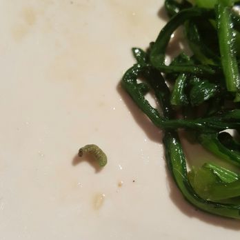 Won Kok Restaurant - Bug was found from a dish. - Chinese Near Me - San Francisco, California Won Kok Restaurant - Bug was found from a dish. - Chinese Near Me - San Francisco, California