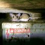 Photo of Kent County Pest Control LLC