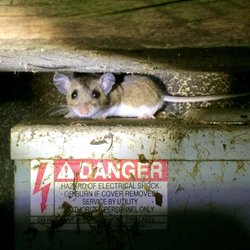 Kent County Pest Control LLC - Deer Mouse in a West Greenwich Home.  Photo by J.Hayes, Kent County Pest Control, LLC