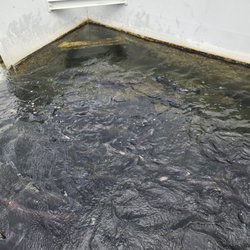 Coleman National Fish Hatchery