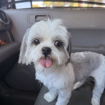 PetSmart - Bluntly cut face and ears. - Pet Stores Near Me - Fresno, California