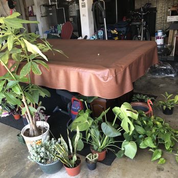 Mezcala Nursery - Money tree and house plants - Nurseries & Gardening Near Me - Long Beach, California Mezcala Nursery - Money tree and house plants - Nurseries & Gardening Near Me - Long Beach, California