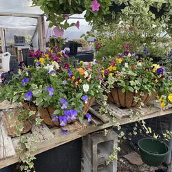 MJ Farm & Nursery