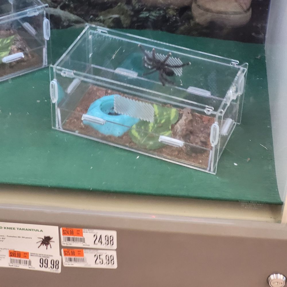 Pet Supplies Plus Dundalk - A tarantula - Pet Stores Near Me - Dundalk, Maryland Pet Supplies Plus Dundalk - A tarantula - Pet Stores Near Me - Dundalk, Maryland