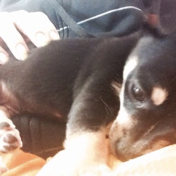 Duran's Auto Glass - Their puppy kept me company while Pudge (my car) was getting fixed lol he's so cute!! - Auto Glass Services Near Me - San Pablo, California