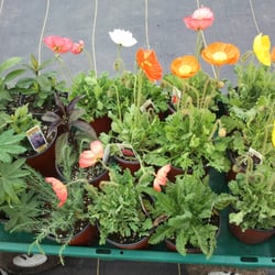 Garden's Dream Farm - Poppies
