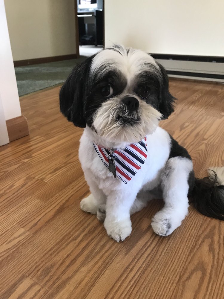 SCRUFFY TO FLUFFY PET SALON Updated September 2024 950 S Ortonville