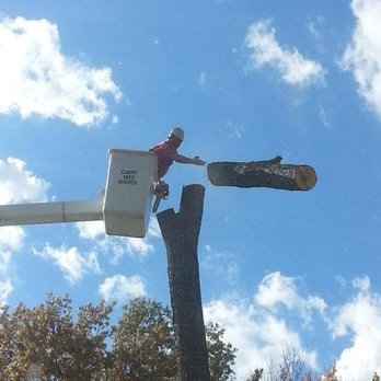 Curry Tree Service - Tree Services Near Me - Jeffersonville, Indiana Curry Tree Service - Tree Services Near Me - Jeffersonville, Indiana