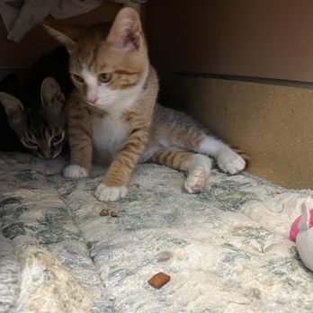 Humane Society Silicon Valley - Animal Shelters Near Me - Milpitas, California Humane Society Silicon Valley - Animal Shelters Near Me - Milpitas, California