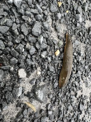 Connemara National Park by null