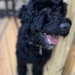 Pawfect Choice - Happy Iris after a great groom!