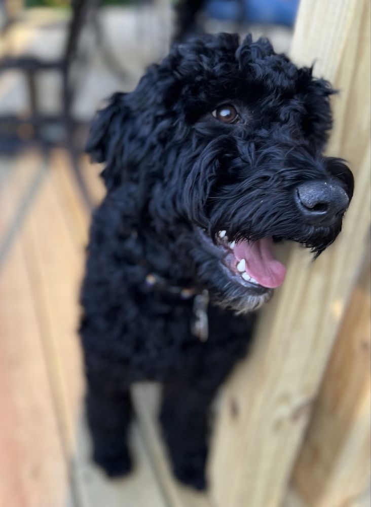 Pawfect Choice - pet boarding facility in Omaha, NE