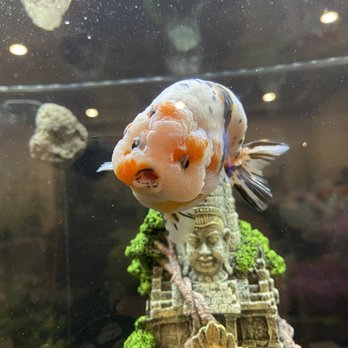 J&Y Aquarium - Local Fish Stores Near Me - Las Vegas, Nevada