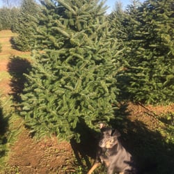Nieman's Christmas Trees - Cheddar picked this tree out herself.