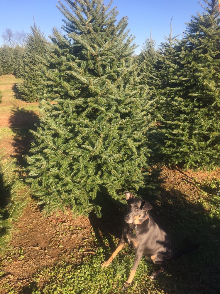 NIEMAN’S CHRISTMAS TREES Updated June 2024 5100 Sulphur Ln