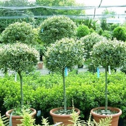 Palmers Plants & Nursery