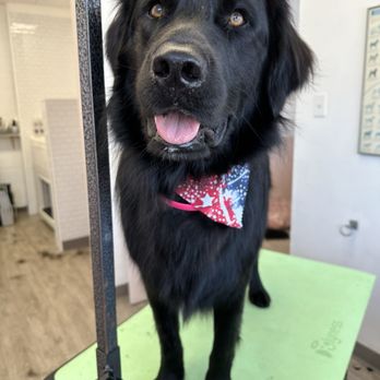 Molly Grooms Dogs - Pet Groomers Near Me - Orange, California Molly Grooms Dogs - Pet Groomers Near Me - Orange, California