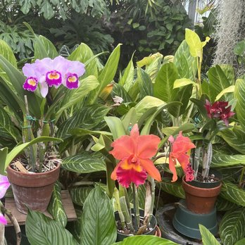 Foster Botanical Garden - Botanical Gardens Near Me - Honolulu, Hawaii
