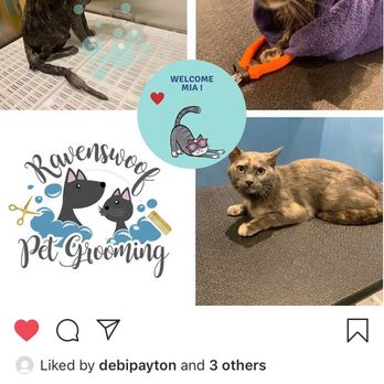 Ravenswoof - Pet Groomers Near Me - Chicago, Illinois