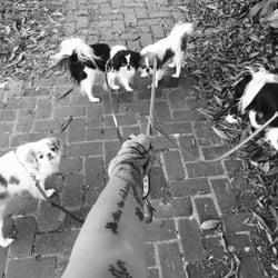 Well Adjusted Pet