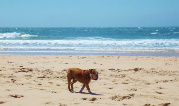 Praia do Guincho by null