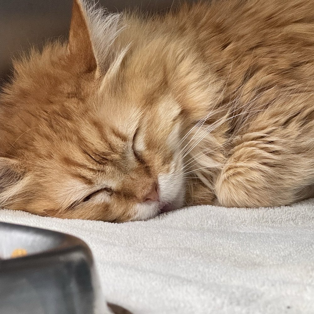 TOP 10 BEST Affordable Spay and Neuter in Irvine, CA - Updated 2026 - Yelp