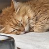 Trinity Pet Hospital gift card