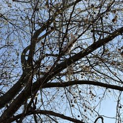 Thoma's Tree Service