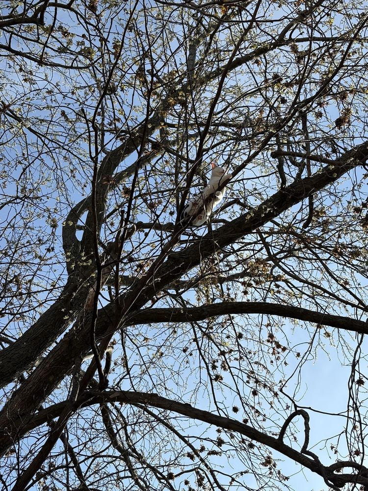 Thoma's Tree Service - tree service in Wheaton, IL