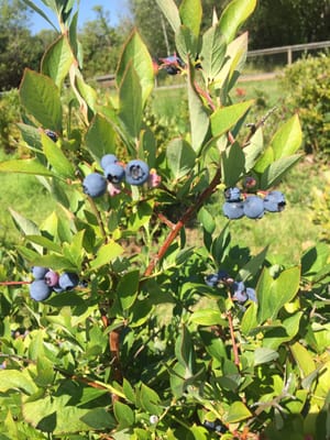 Mercer Slough Blueberry Farm by null