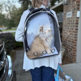 Pink Paws Cattery - Yoshi loves riding in his backpack bubble. - Pet Breeders Near Me Pink Paws Cattery - Yoshi loves riding in his backpack bubble. - Pet Breeders Near Me