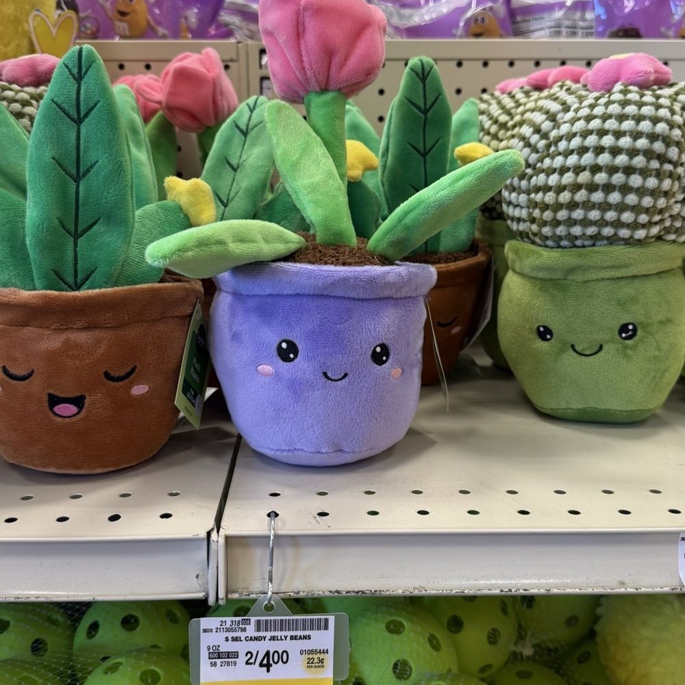 Vons - Cute potted plants - Grocery Near Me - Redondo Beach, California Vons - Cute potted plants - Grocery Near Me - Redondo Beach, California