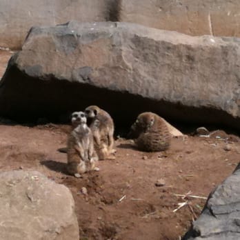 Belfast Zoo - Zoos Near Me - Belfast, BFS