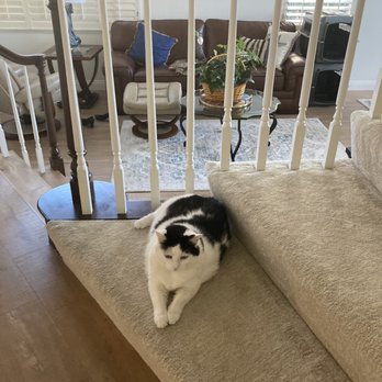 Lorin Luvs Your Pets - Ms Chloe - Pet Sitting Near Me